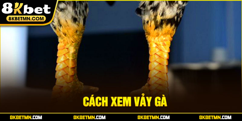 Cách xem vảy gà - 8kbet chia sẻ các loại vảy đặc trưng nhất