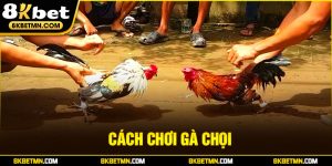 Hướng Dẫn Cách Chơi Gà Chọi Hiệu Quả Cho Người Mới