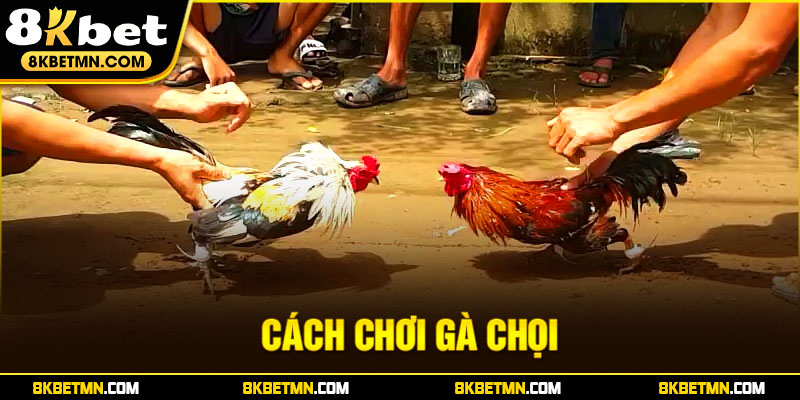 Hướng Dẫn Cách Chơi Gà Chọi Hiệu Quả Cho Người Mới